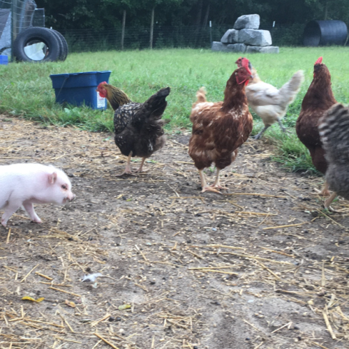 Pig and chickens